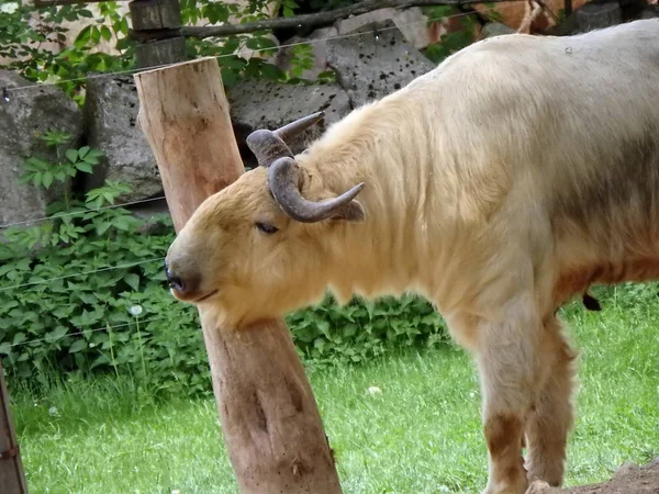 Takin zlatý, (Budorcas taxicolor bedfordi) — Stock fotografie