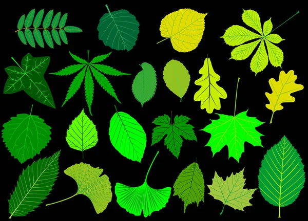 Folhas de árvore conjunto verde , —  Vetores de Stock