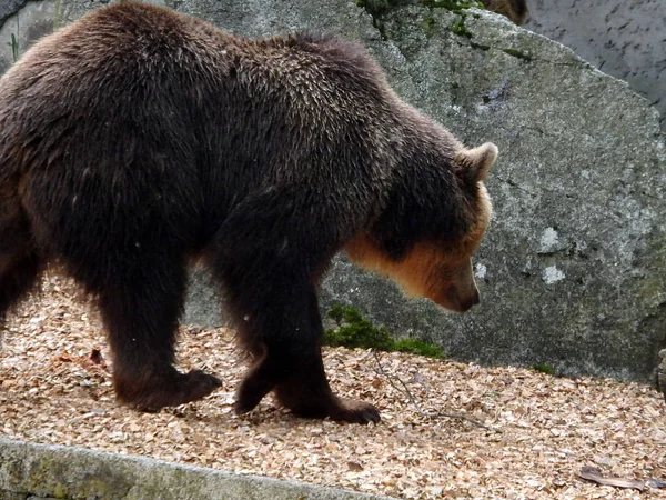 Европейский бурый медведь — стоковое фото