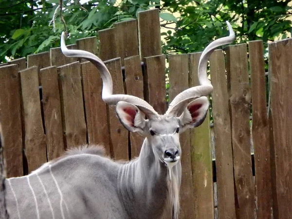 Kudu antelope, antelope, — Stock Photo, Image