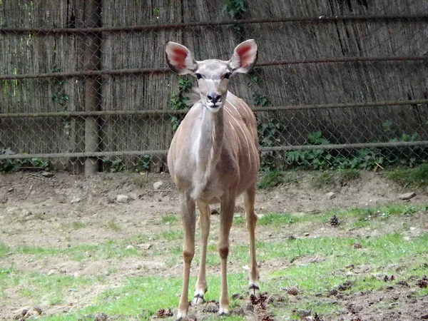 Kudu antilop, antilop, — Stockfoto