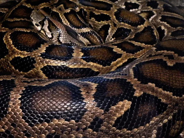 Python-皮革-背景 — 图库照片