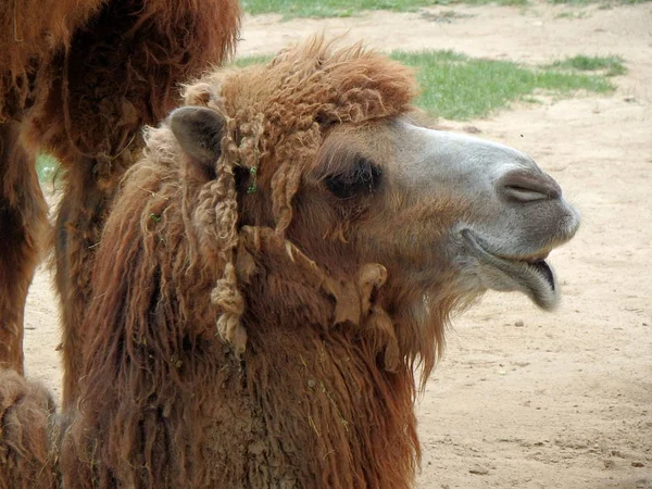 Duplo corcunda camelo — Fotografia de Stock