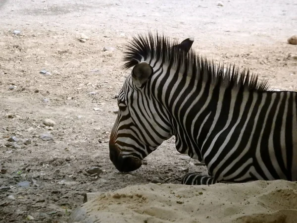 Black and white portrait of a Zebra — Stock Photo, Image