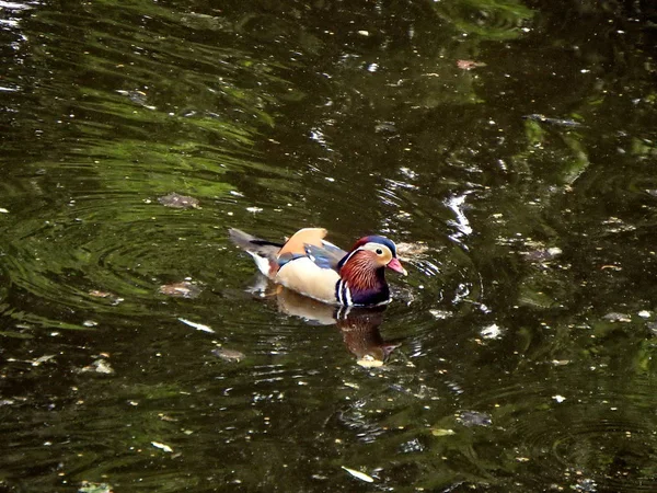 Мандаринская утка — стоковое фото