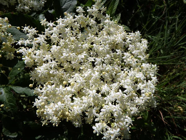 Floración y hojas de flor de saúco —  Fotos de Stock