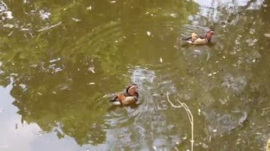 Erkek Mandarin ördeği, 