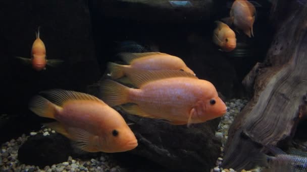 Cichlid, Tropical fish yellow Cichlid — Stock Video