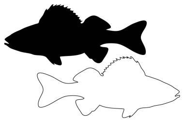 Levrek siluet vektör 