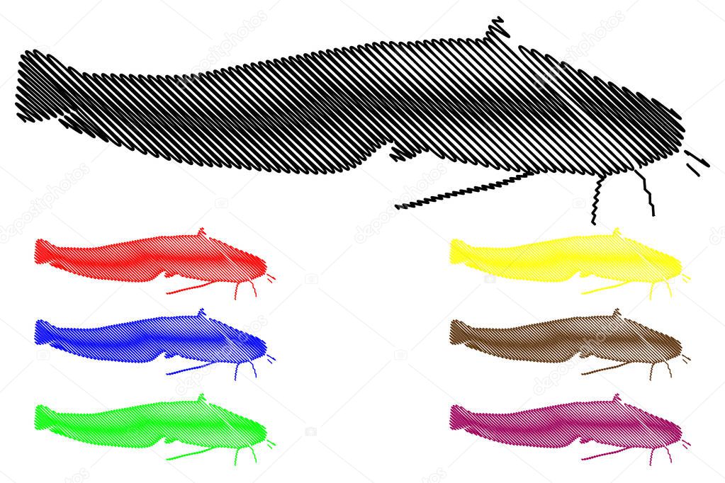 Catfish silhouette vector, (Silurus glanis),