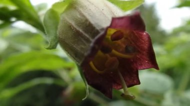 Güzelavrat, Güzelavrat otu çiçeği,