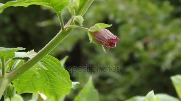 颠茄，颠茄花, — 图库视频影像