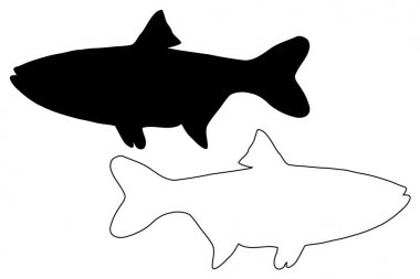 Gümüş sazan siluet vektör 