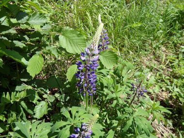 Mavi ve mor acı bakla çiçekler bahar çiçek 