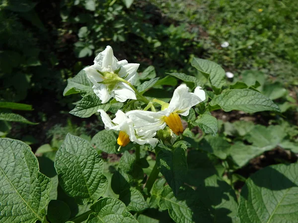 Aardappelbloem op groene achtergrond — Stockfoto