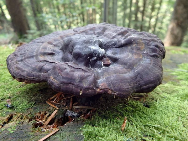 Champiñón sobre una plancha de madera verde — Foto de Stock