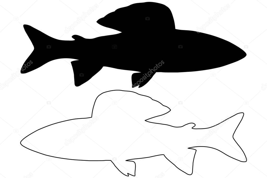 grayling silhouette vector 