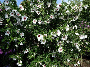 Hibiscus çiçek, beyaz hibiscus çiçek, 