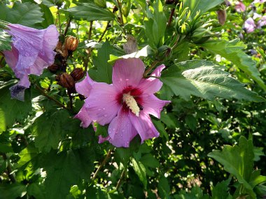 Hibiscus çiçek, pembe hibiscus çiçek
