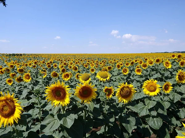 Fiore girasole, fiore giallo , — Foto Stock