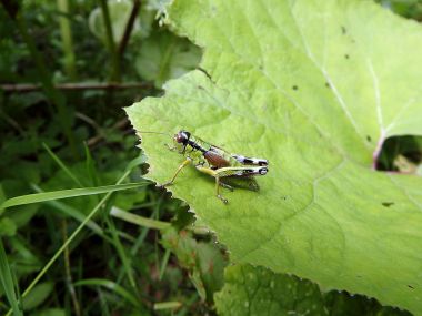 Yeşil arka planda çekirge