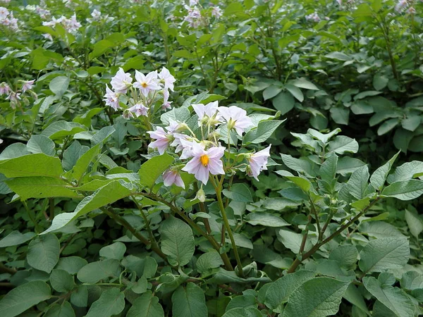 Aardappelbloem op groene achtergrond — Stockfoto