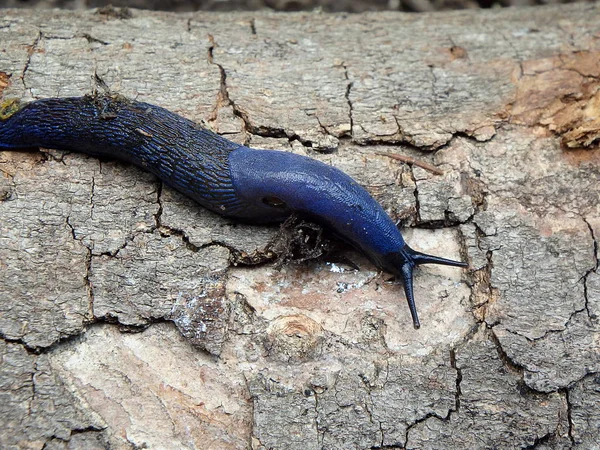 Kék csiga az erdőben — Stock Fotó