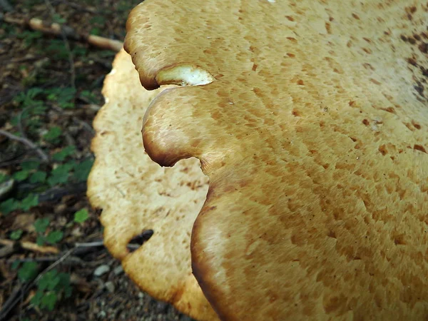 Setas en el árbol — Foto de Stock