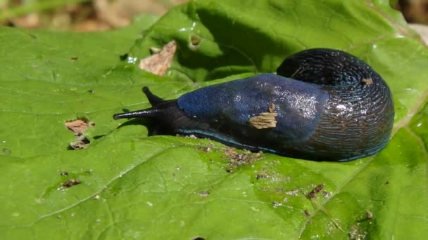 Ormanda mavi sümüklü böcek — Stok video