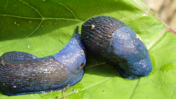 Niebieski ślimak w lesie — Wideo stockowe