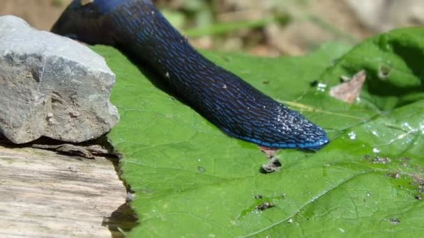 Blauwe slak in het bos — Stockvideo