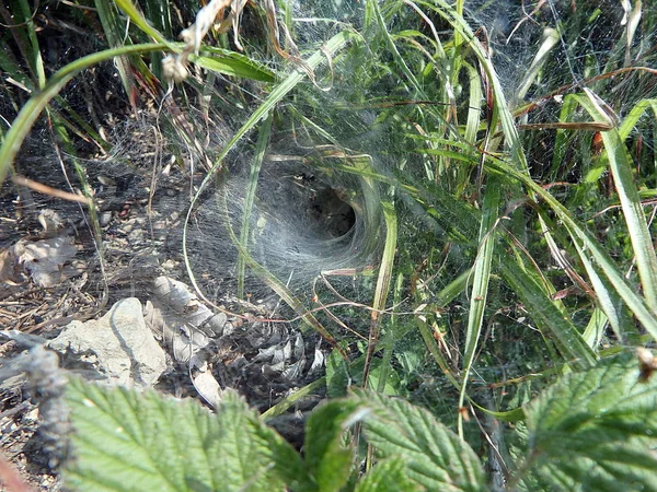 Örümcek ağı, örümcek net