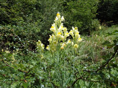 ortak toadflax - çiçek