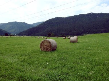 saman balya yeşil çayır üzerinde