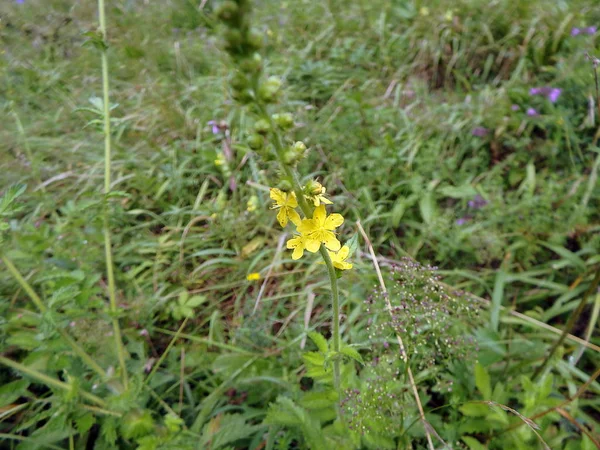 Yellow flower, Common agrimony, — Stock Photo, Image