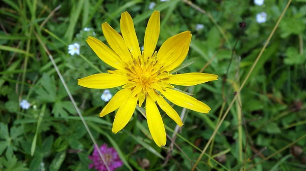 Kwiat arniki - żółty — Zdjęcie stockowe