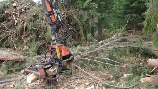 Weergave op moderne logger verwerking boom, hout oogsten, — Stockvideo