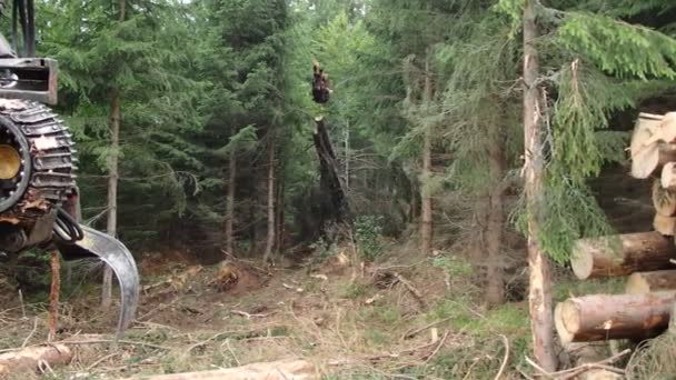 Trasporto legname in funivia nel bosco, Raccolta legname — Video Stock