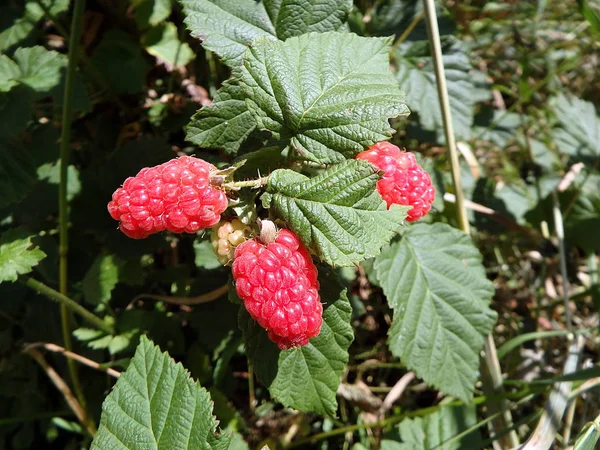Červené bobule - tayberry — Stock fotografie