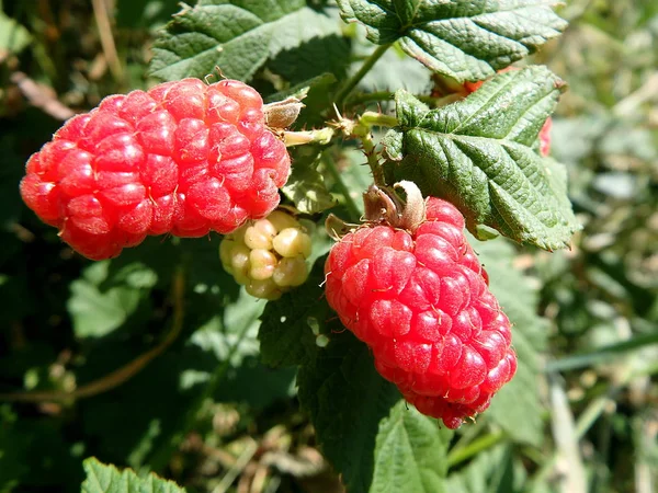 Červené bobule - tayberry — Stock fotografie