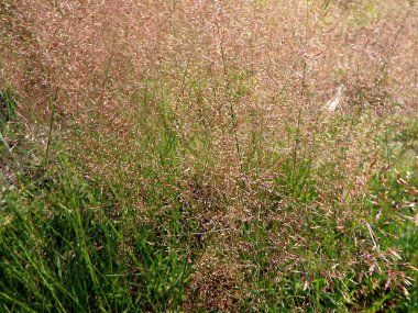 Orman Çim arka plan