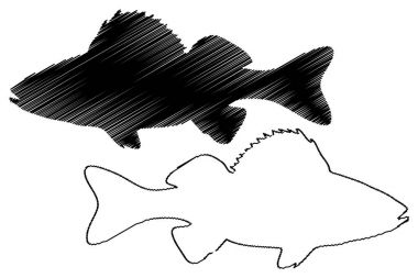 Levrek siluet vektör 