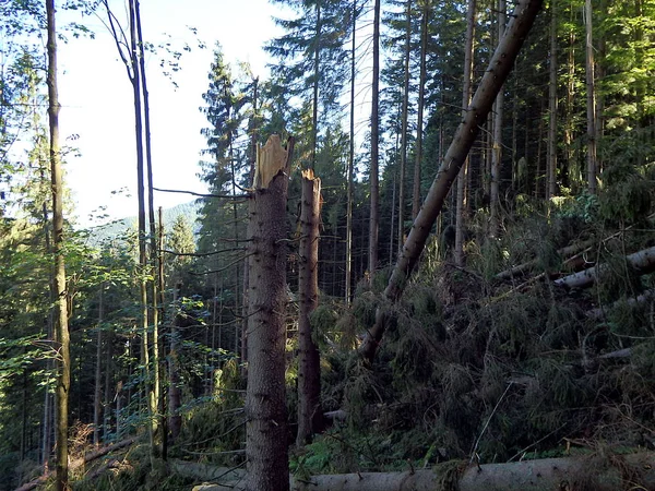 Floresta destruída como um efeito de forte tempestade — Fotografia de Stock