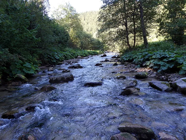 Río de montaña en el bosque — Foto de Stock