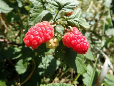 Kırmızı meyveler - tayberry 