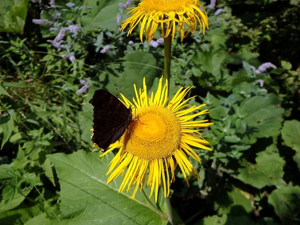 Fiore giallo e farfalla, Fiore elecampane , — Foto Stock