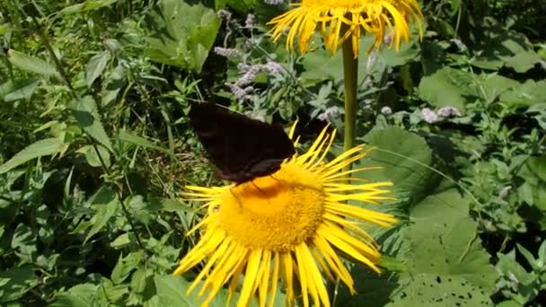 Желтый цветок и бабочка, Цветок elecampane , — стоковое видео