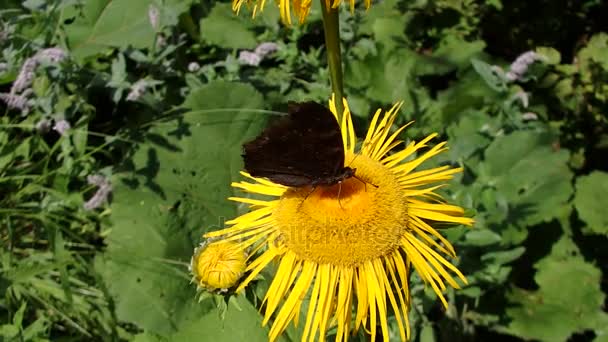 Yellow flower and butterfly, Flower elecampane, — Stock Video