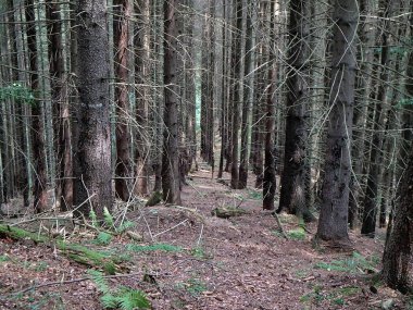 Güzel bir iğne yapraklı orman manzarası