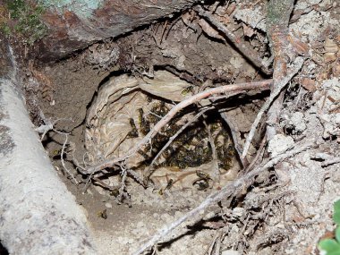 eşekarısı yuvası 